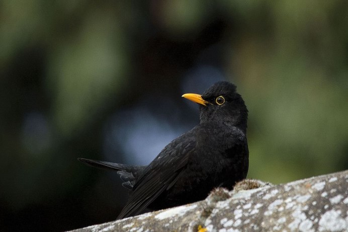 Дрозд чёрный в крапинку