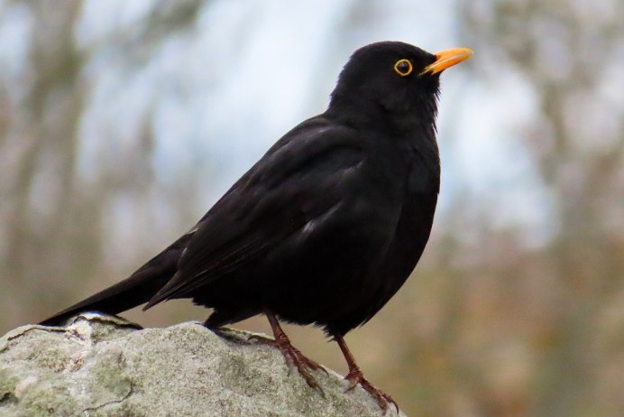 Дрозд меланист