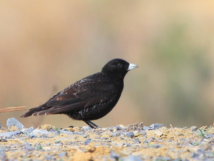 Черная птица