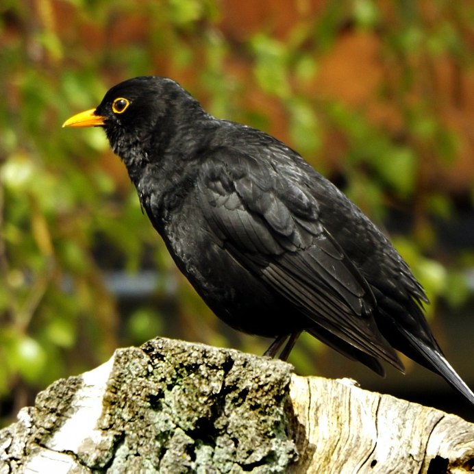 Черная Лесная птица