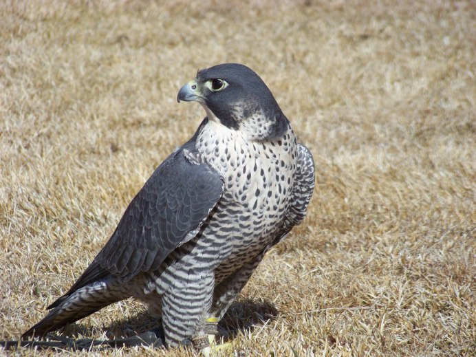 Ланнер (Falco biarmicus)