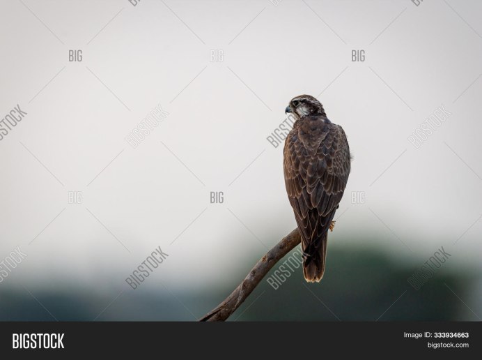 Лаггар (Falco Jugger)