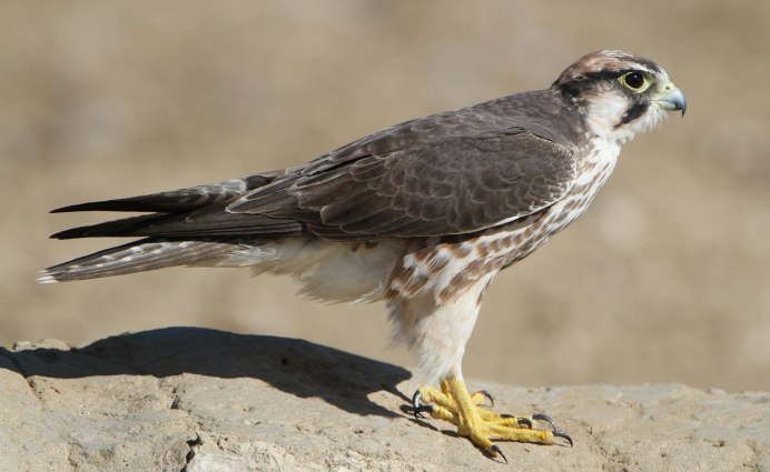 Falcon portrait