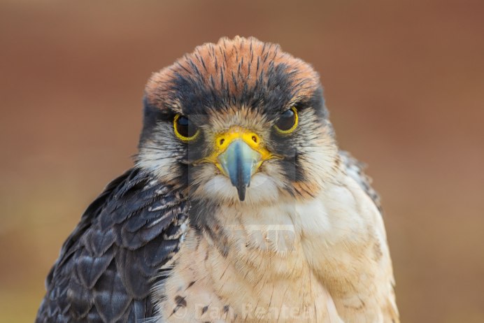 Steppe Eagle Wall Paint