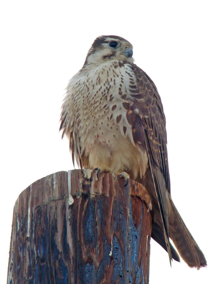 Falco hypoleucos