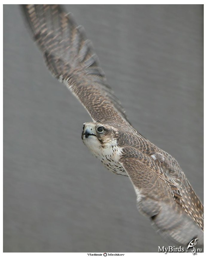 Ferruginous Hawk
