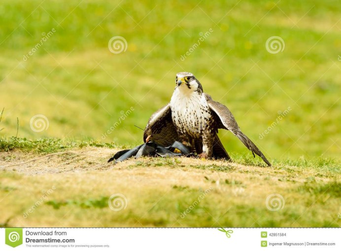 Amur Falcon