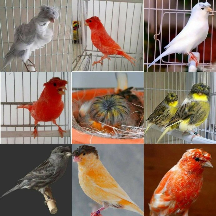 Канарейка серая птицы