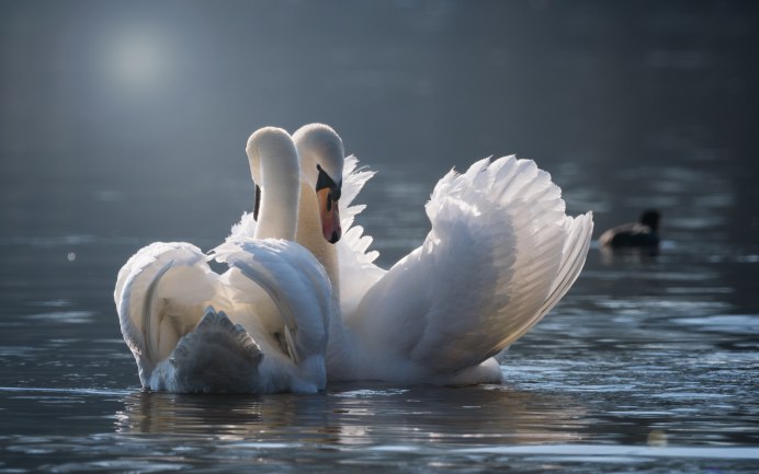 Faro Swan лебеди