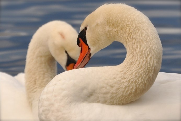 Фильм Swans лебеди 2011