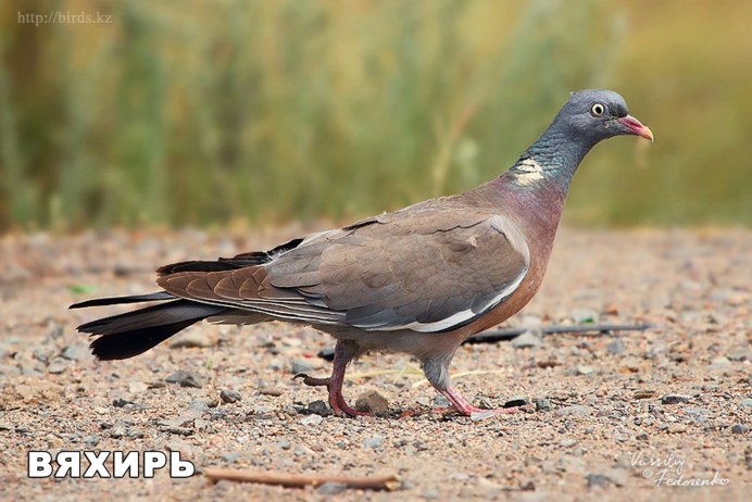 Лесной голубь витютень