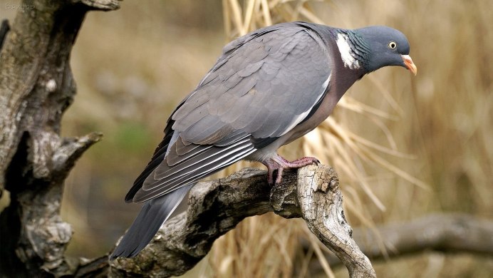 Голубь Columba palumbus