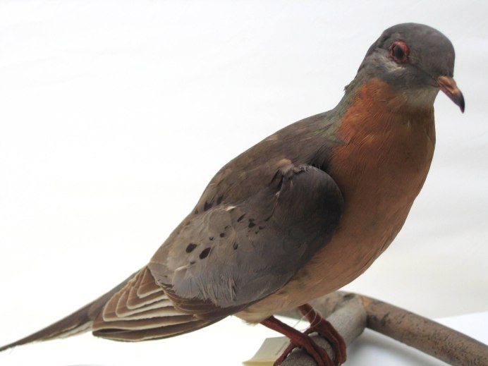 Ectopistes migratorius