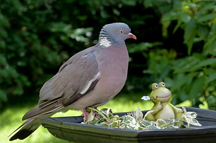 Птица похожая на голубя
