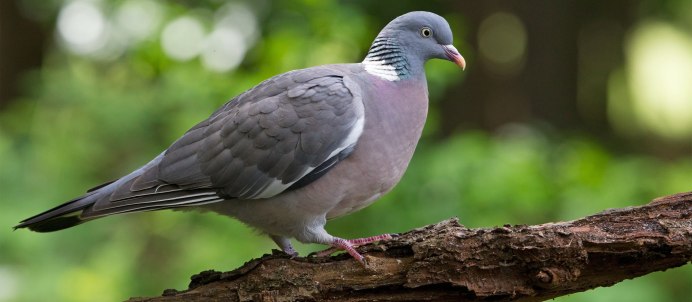 Голубеобразные вяхирь