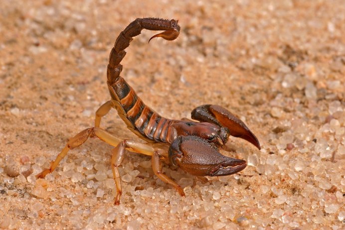 Deathstalker Скорпион