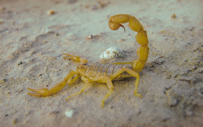 Leiurus quinquestriatus
