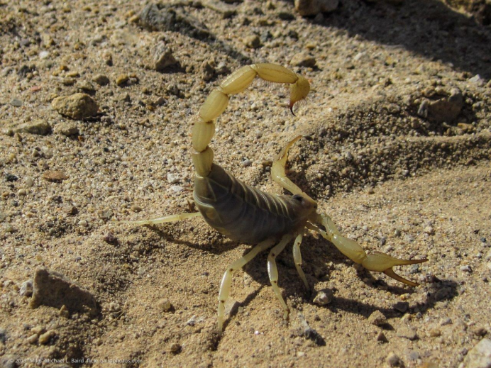Hadrurus arizonensis
