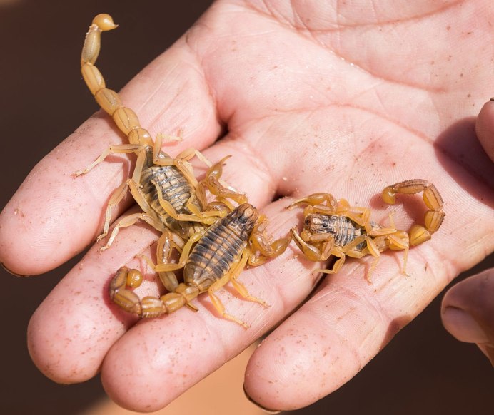 Hadrurus arizonensis