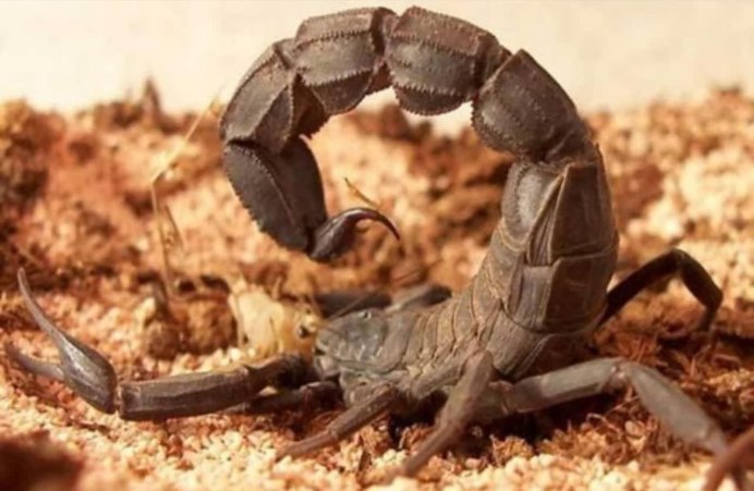 Hadrurus arizonensis
