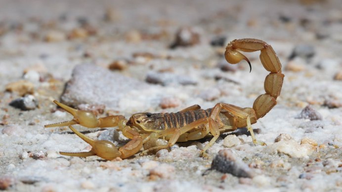 Hadrurus arizonensis