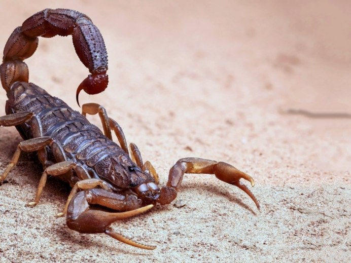 Gibbosus Скорпион