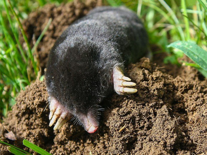 Крот слепыш