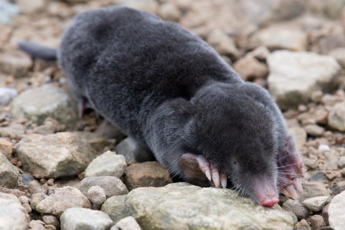 Крот Европейский обыкновенный