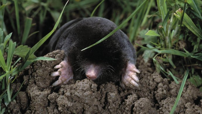 Крот Европейский тауп