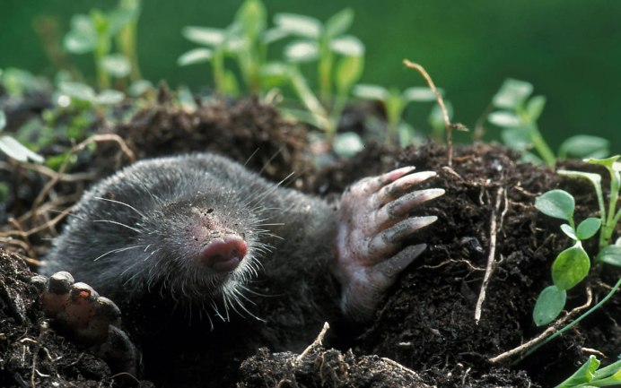Крот обыкновенный