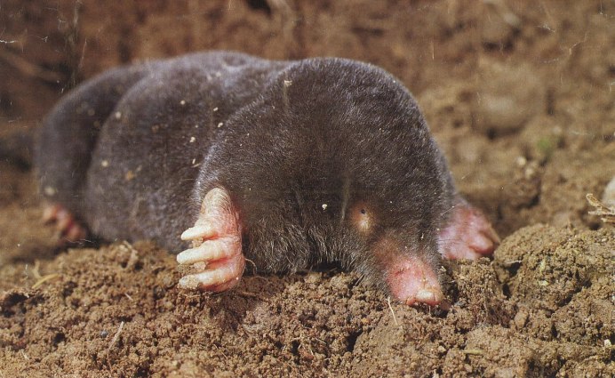 Гималайский Крот