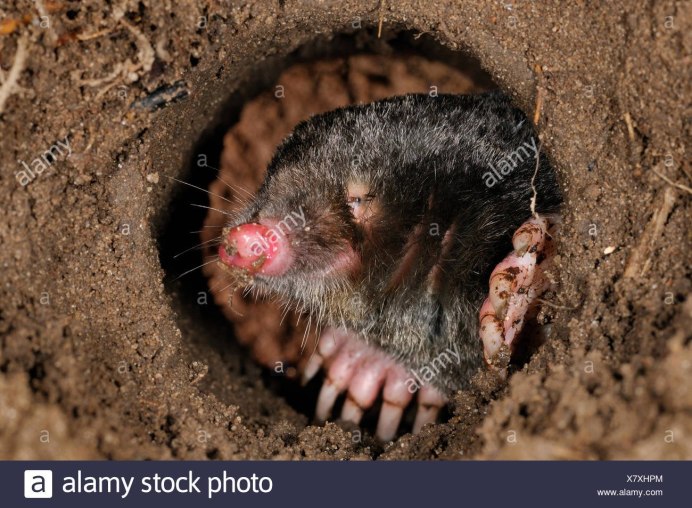 Сибирский Крот (talpa altaica)