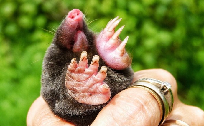 Сумчатый Крот (Notoryctes Typhlops)