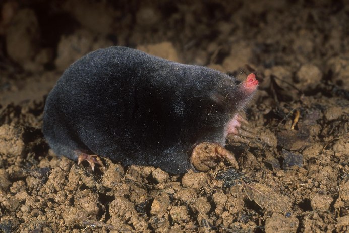 Крот слепыш