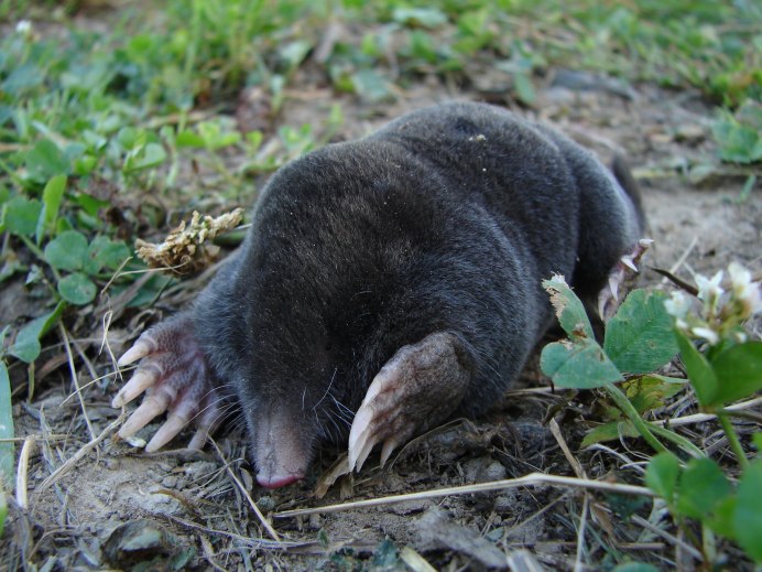 Крот Европейский обыкновенный