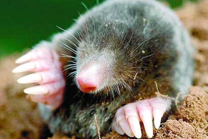 Крот огородный