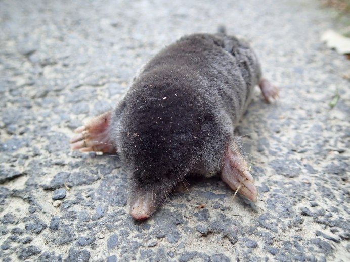 Mole talpa europaea