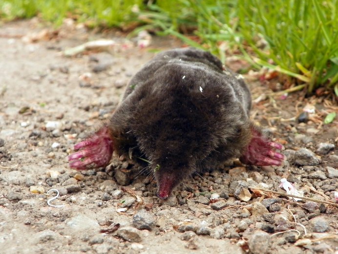 Крот обыкновенный (talpa europaea)