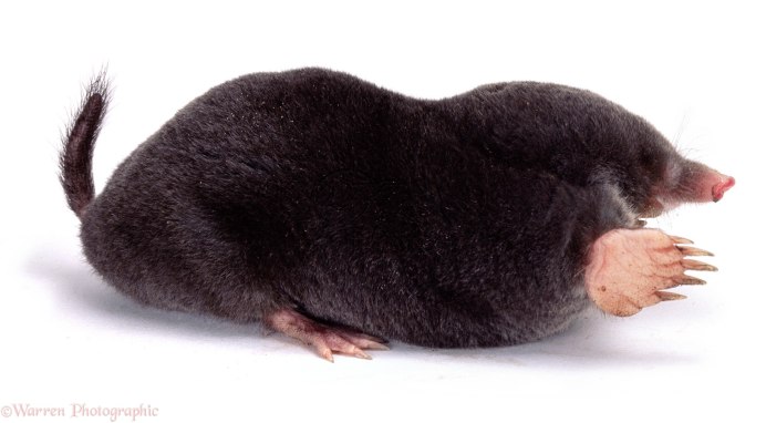 Крот землеройка слепыш