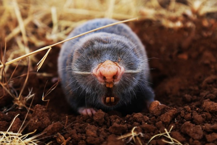 Крот почвенная среда