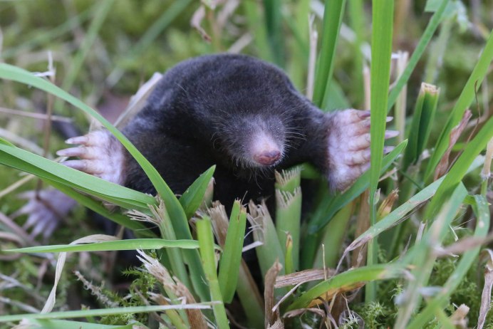 Крот Уссурийская Могера