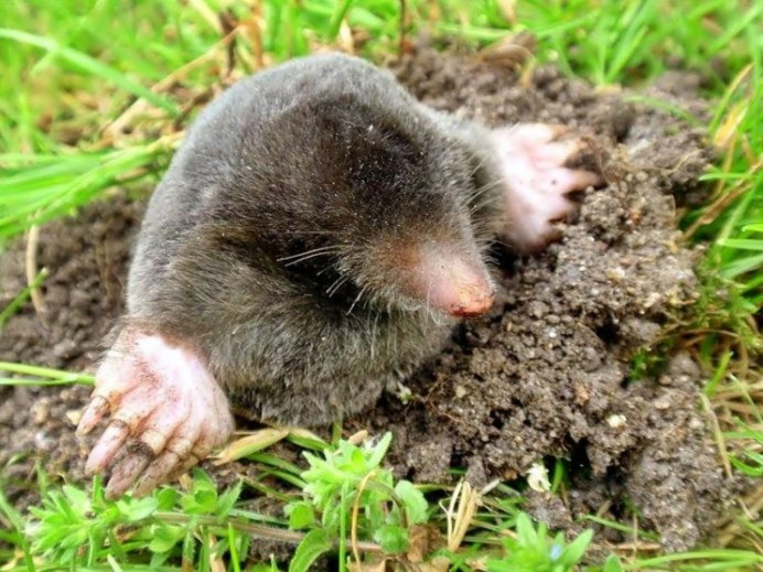 Землеройка слепыш