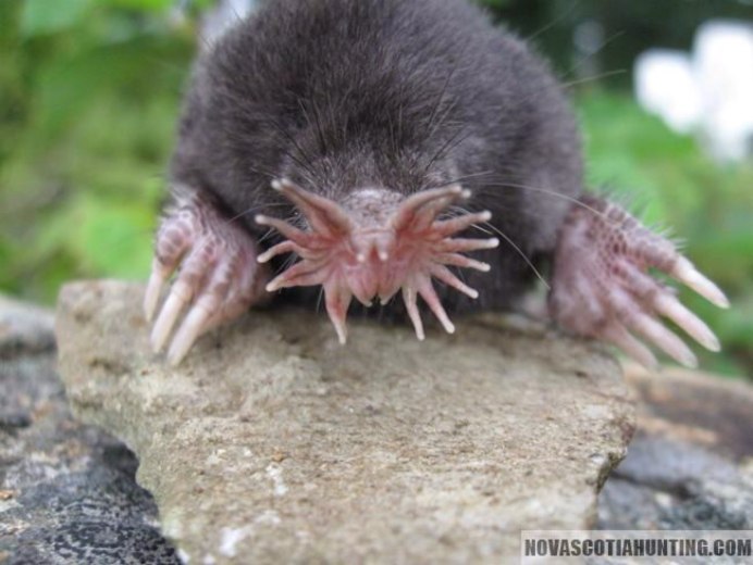 Крот Европейский обыкновенный