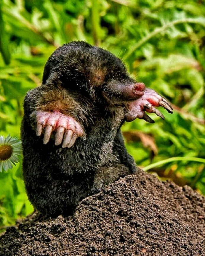 Отряд сумчатые Кроты Notoryctemorphia