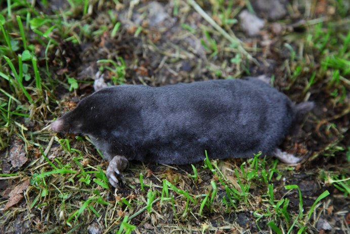 Насекомоядные Крот