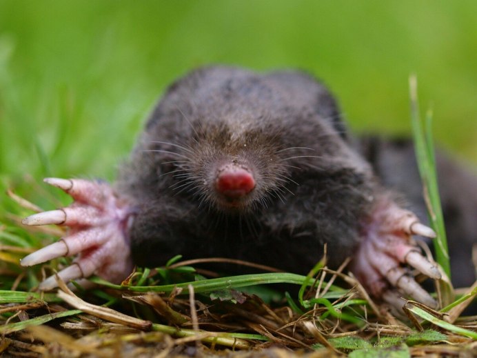 Крот обыкновенный