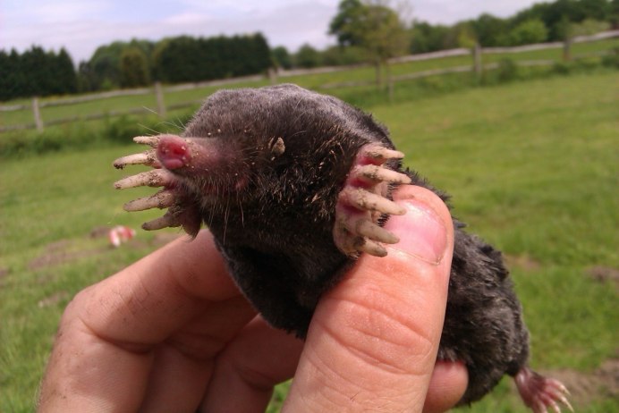 Землеройка слепыш