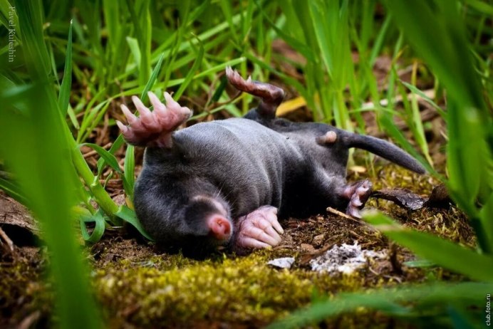 Землеройка слепыш