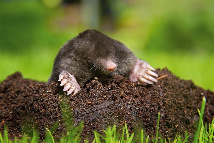 Насекомоядные Крот