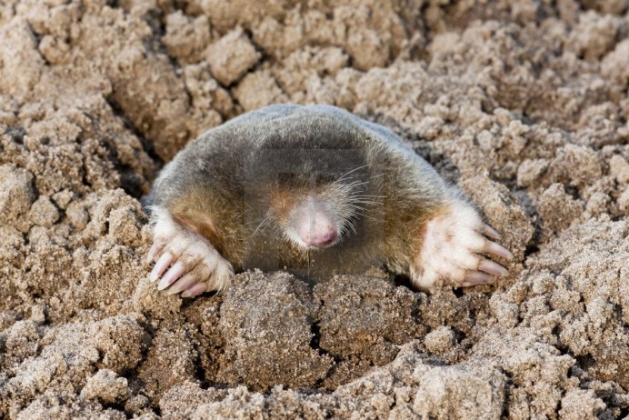 Насекомоядные Крот